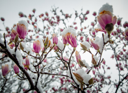 559613756-magnolie