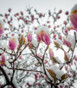 559613756-magnolie