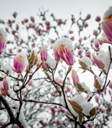 559613756-magnolie