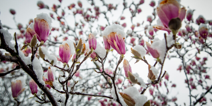 559613756-magnolie