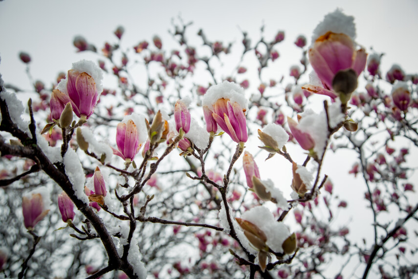 559613756-magnolie